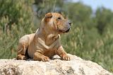 SHAR-PEI 253